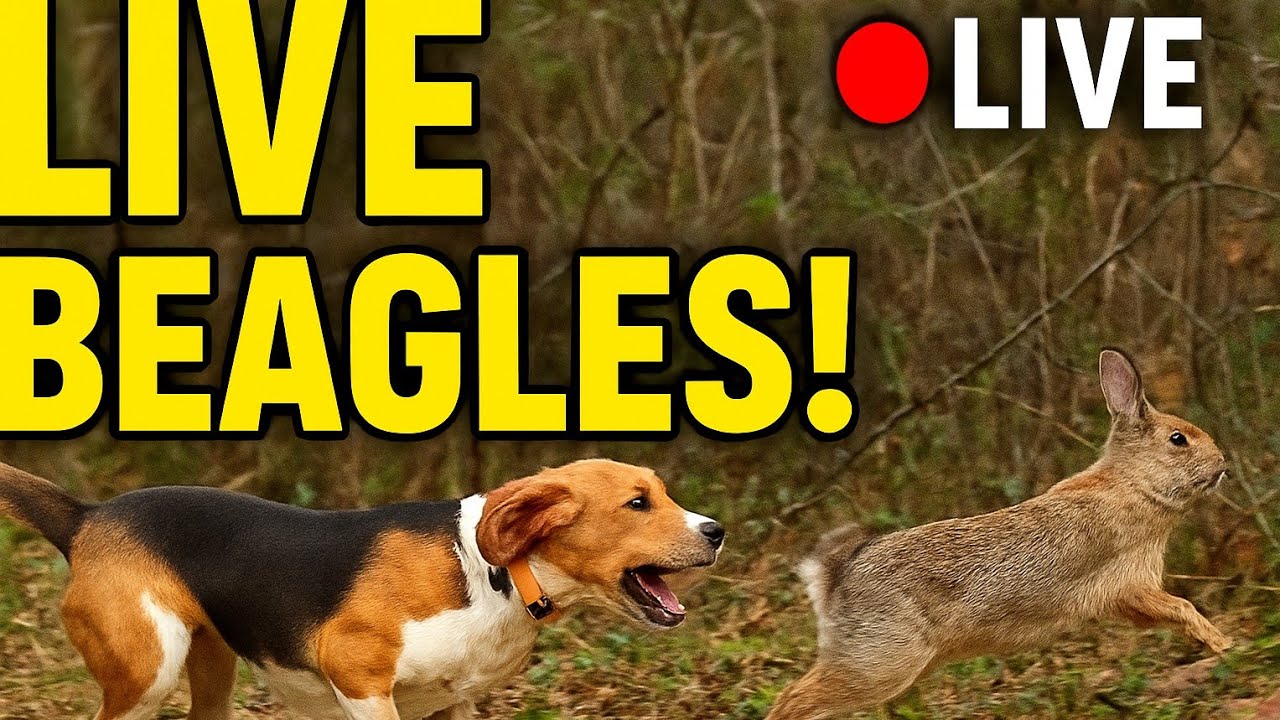 Are Beagles Good With Rabbits