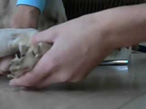 Video: Kaip Prižiūrėti Sutrūkinėjusias Ir Sausas šuns Letenas
