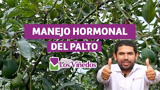 MANEJO HORMONAL DEL PALTO