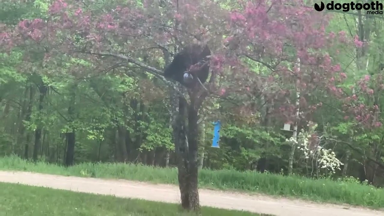 'Hero' Cat Chases Bear Up Tree || Kennedy News