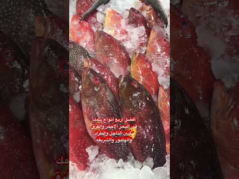 أفضل اربع انواع سمك فى البحر الاحمر والفرق مابين الناجل والطراد والهامور والشريفه 