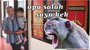 Viral seorang kakek tega mengumpankan cucunya ke monyet