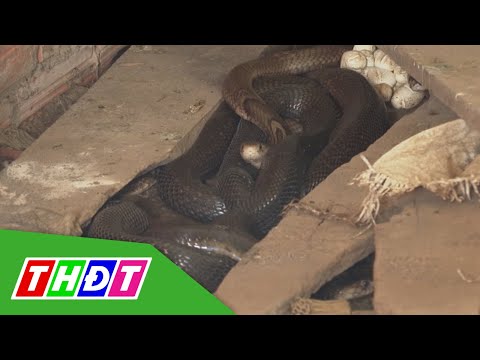 Video Nuôi rắn hổ đất - mô hình làm ăn mới ở Bạc Liêu | THDT - youtube