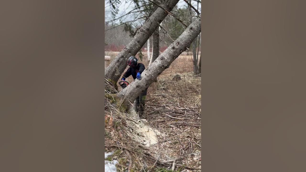 Dangerous tree removal maine treecare tree treeremoval chainsaw 