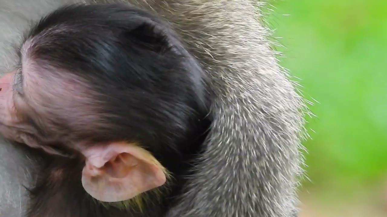 Baby Monkey in Angkor Wat  EP 255