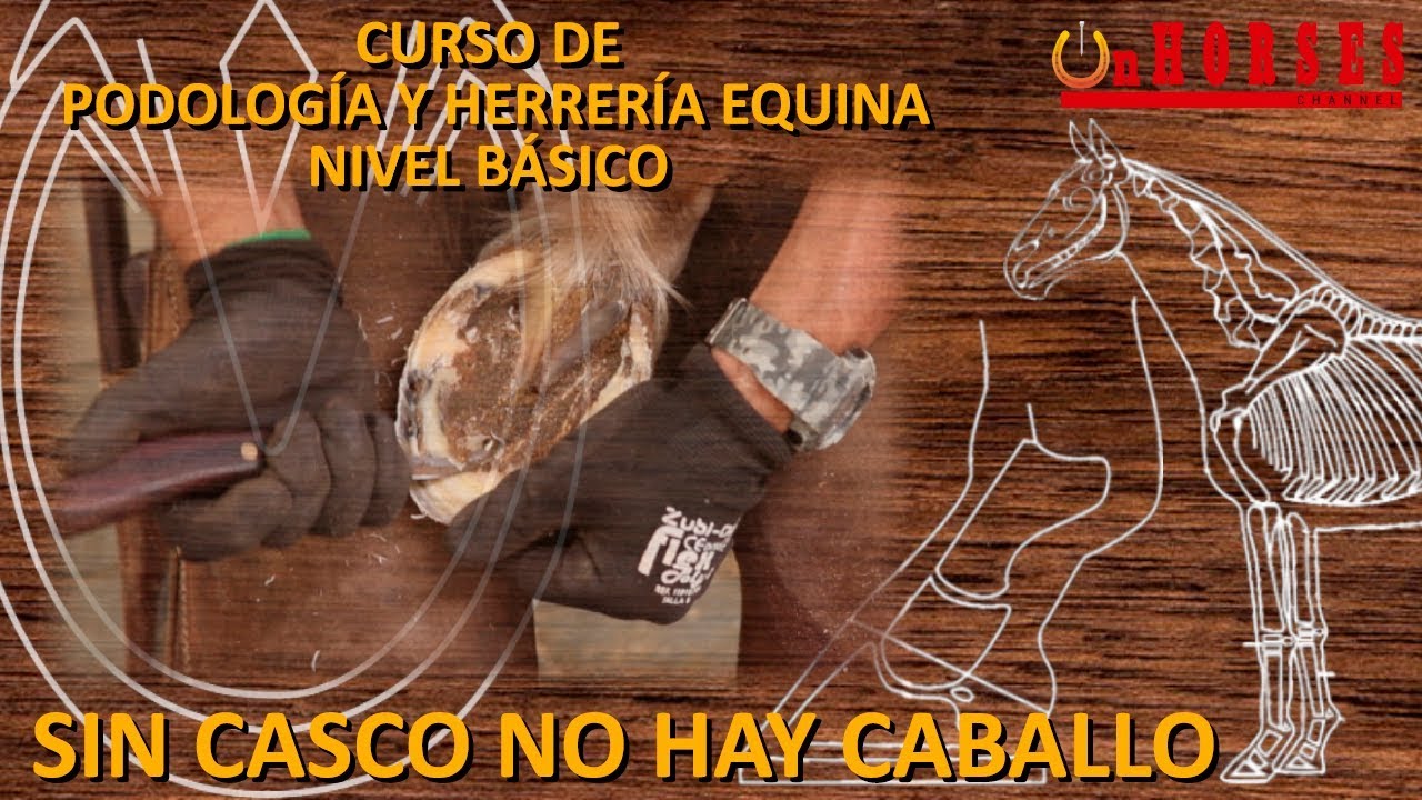 SIN CASCO NO HAY CABALLO, frase explicada dentro del Curso de Podología y Herrería Equina