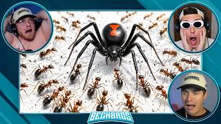 What if 1,000 ANTS Battled 1 BLACK WIDOW ?!