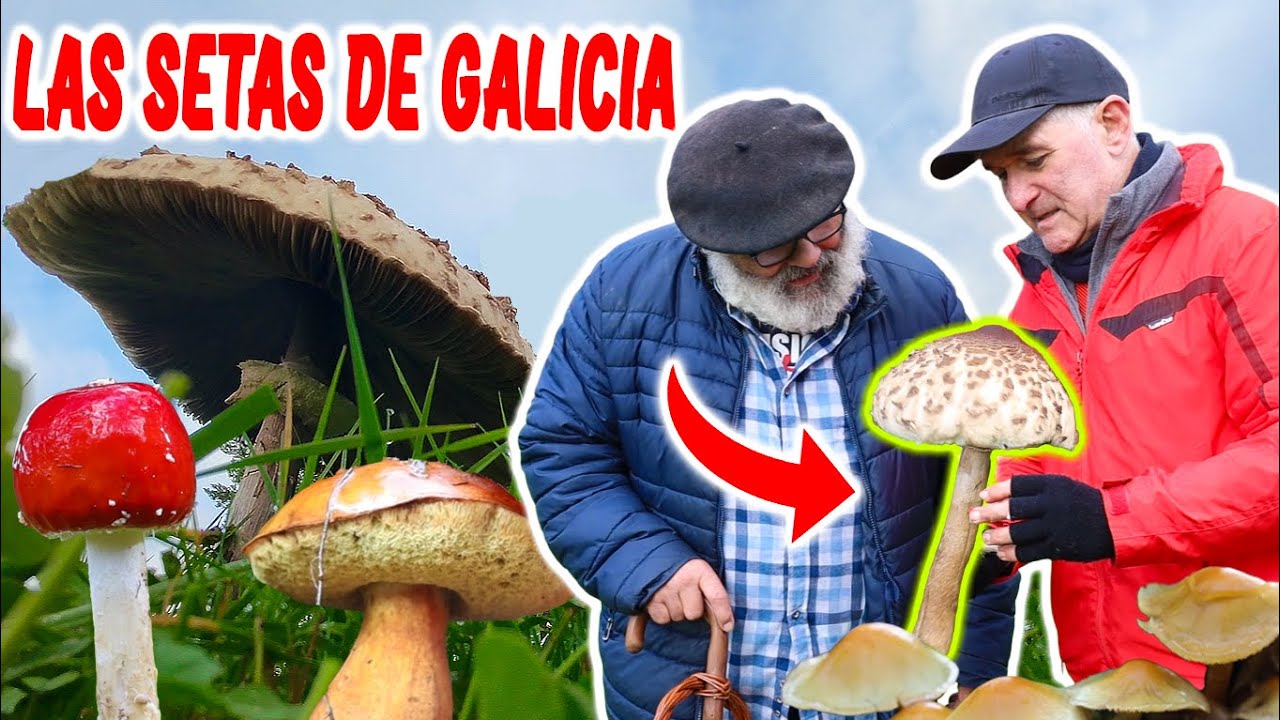 El tesoro del monte: Las setas de Galicia #episodio1/Raíces de Galicia