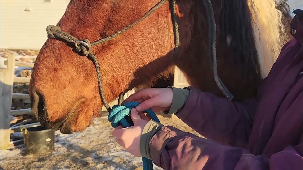 How to tie your rope halter and lead for riding (quick hackamore knot