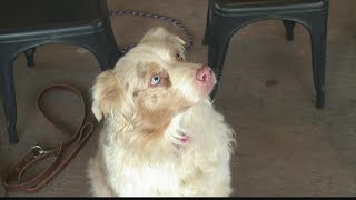 Martinsville family opens pet rescue organization