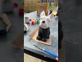 Painting a French bulldog funny ending /real French bulldog at end