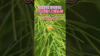 Download Lagu TANAMAN CEPAT PANEN DAN CEPAT MENGHASILKAN UANG SEKALI TANAM PANEN  TIAP HARI #peluangusaha MP3