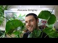 Алоказия "Морской скат"  Alocasia Stingray