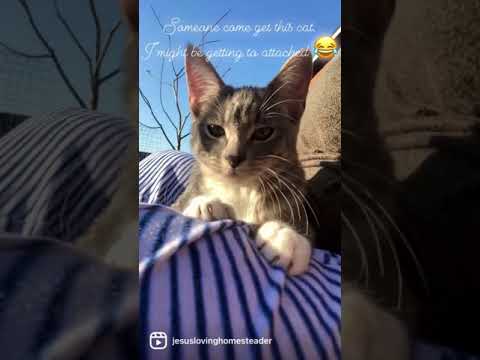 Video: Community Cat Garden Ger Vildkatter En Andra Chans I Livet