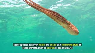 The Octopus: Earth’s Most Intelligent Alien