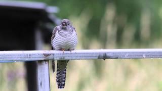 A Young Cuckoo In The Garden.