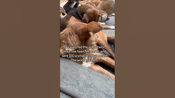 Donation link in bio - Every bit counts#trending#youtubeshorts#fyp #viral