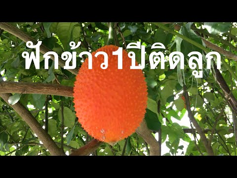 ปลูกฟักข้าว1ปีติดลูก samart Jukunthod
