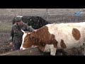 Фермер из Зеленчукского района КЧР самостоятельно занимается селекцией молочного стада