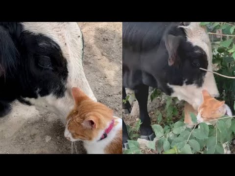Cow Best Friends With Pet Cat