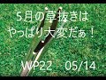 ③WP ５月の草抜きはやっぱ大変　WP22 0515