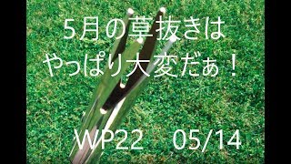 ③WP ５月の草抜きはやっぱ大変　WP22 0515