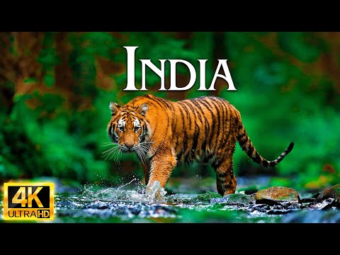 Incredible India |Beyond the Stereotypes |Real India in Serene Music