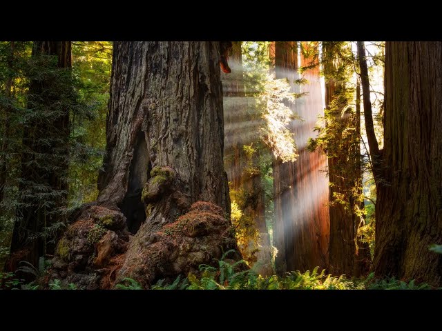 Suzanne Simard  |  Mother Trees and the Social Forest