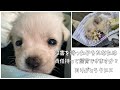 【保護犬】6頭同時に生まれたけどクロスだけ大きくなりませんでした。がんばったね。大好きだよ。ありがとう。