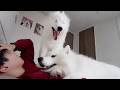 散歩の時間になると絶対に飼い主を起こしにくる犬たちが可愛すぎました…