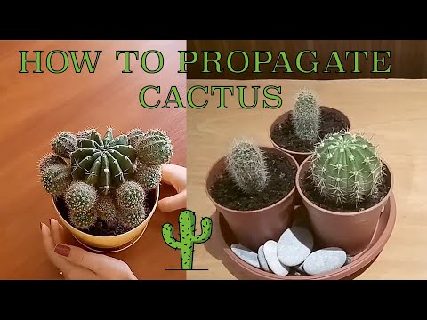HOW TO PROPAGATE CACTUS EASYLY AND FAST | CACTUS PROPAGATION