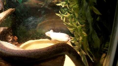 Macklot Python (Punisher) eating a mouse