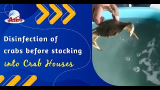 Disinfection of crabs before stocking into Crab Houses