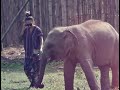 ELEPHANT JUNGLE SANCTUARY  CHIANGMAI THAILAND 2018