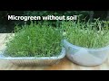 Indoor Microgreens Without Soil | How to Grow Microgreens Indoors| Microgreen without soil