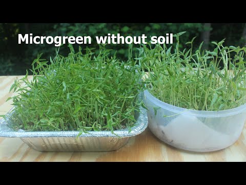 Microgreens Healthy Component or Pointless Garnish