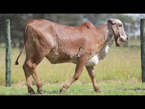 LOTE 10   ALEGORIA FIV CAL   CAL 15240