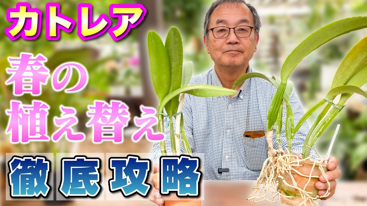 【洋蘭】【カトレア 】春にやるべき植え替え方法。[orchid]What to do in spring when repotting.@seedpot368  #sheath