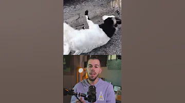 ماعز الإغماء الغريب 