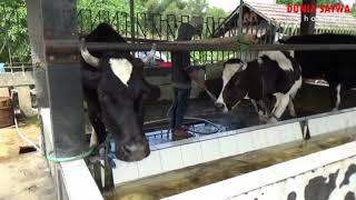 SUARA SAPI