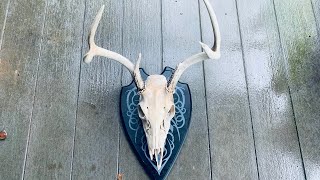 “Greenhorn Turns Six Point Dead Head Into European Mount”