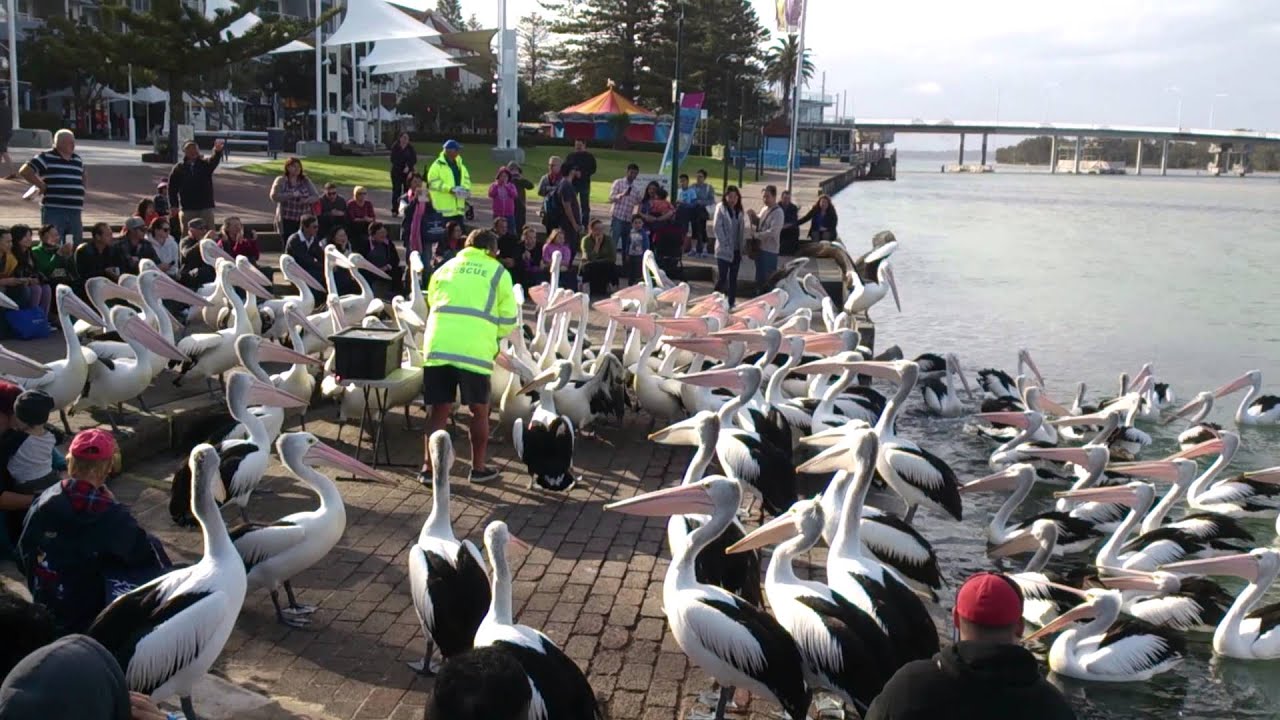 Pelican Feeding | The Entrance - Central Coast NSW Australia | Travel ...