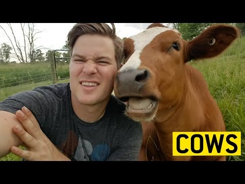 COWS acting like PUPPIES 🐄🐶🐮 || JukinVideo