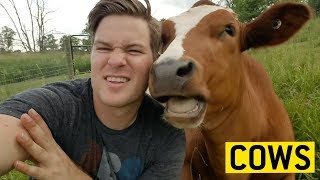COWS acting like PUPPIES 🐄🐶🐮 || JukinVideo