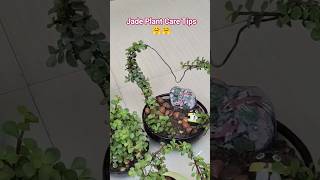 Jade Plant Care Tips #plants  #gardening #shortvideo #garden #motivation #music #nature #shorts #tip