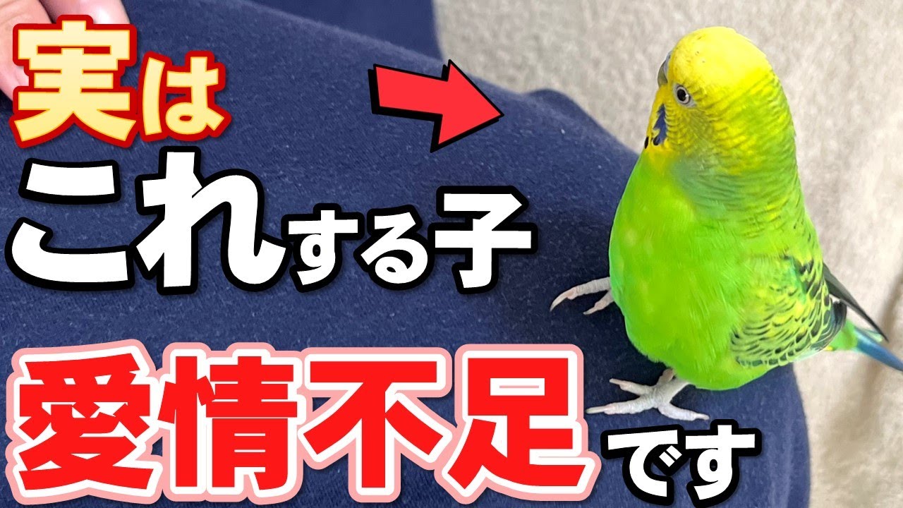 永久保存版】セキセイインコの種類図鑑！あなたにぴったりの種類が