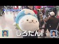 しろたん：テレビ出演(2016年5月23日/20160523)