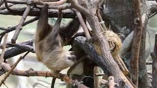 Raisin The Sloth Vs Basket