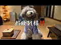 【カナダ大会!お疲れ様‼️】#uno1ワンチャンネル #宇野昌磨 #宇野昌磨 #いぬとの暮らし #トイプードル生活 #フィギュアスケート