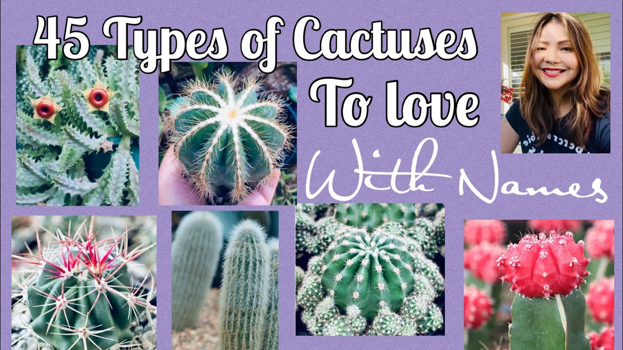 45 Types of Beautiful Cactuses to Love | with Names and Pictures | Succulents by Vonny